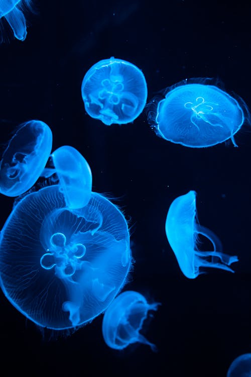 Colorful shiny sea jellies with wavy tentacles and blue hoods swimming in water on black background