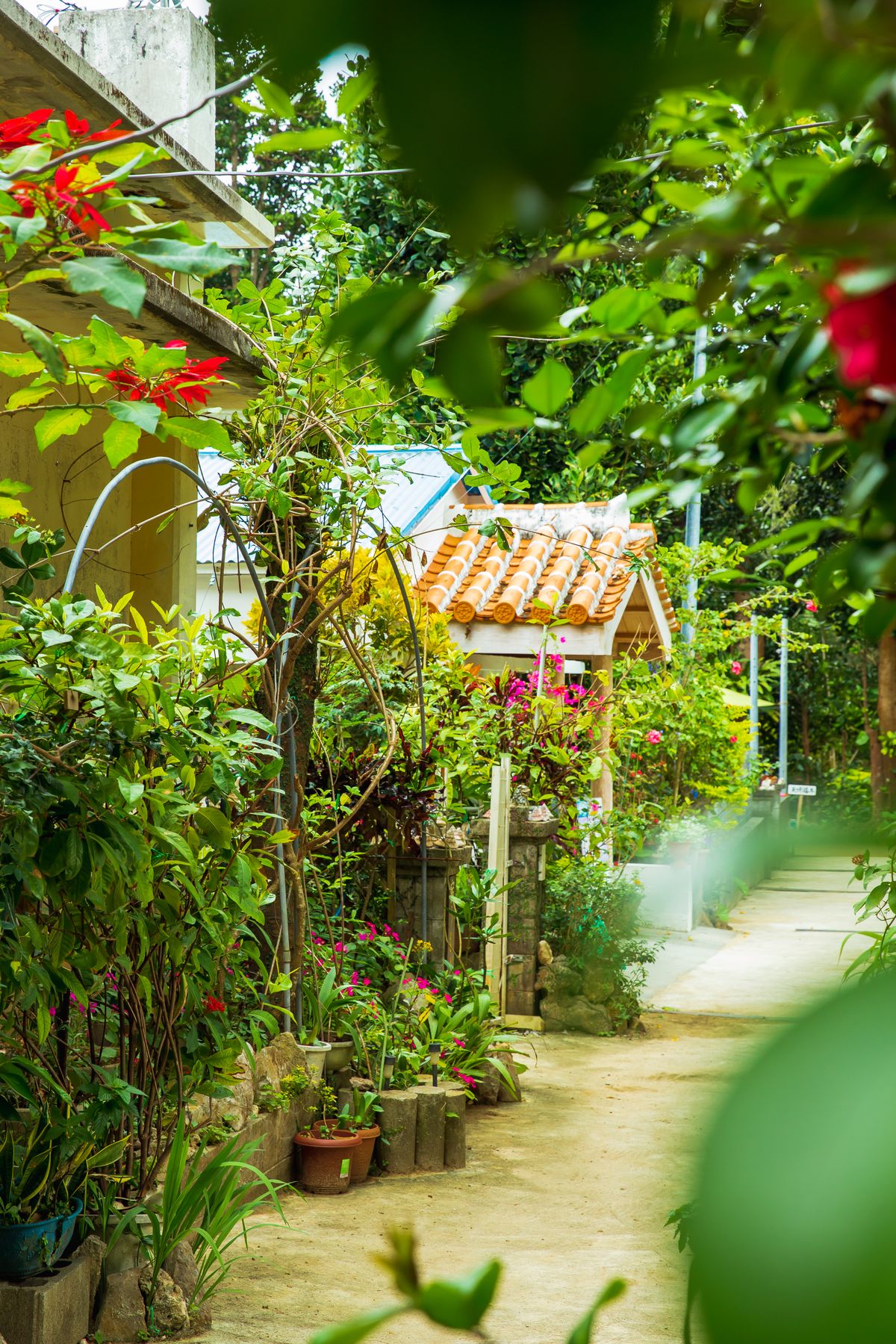 Lush tropical lane in Okinawa, subtropical vegetation lining old stone steps