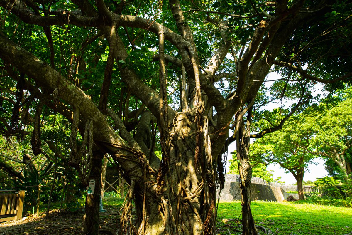 Gajumaru Tree