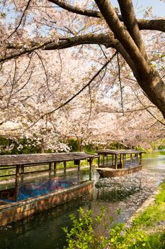 日本京都一条宁静的运河上，樱花与船只构成了一幅田园诗般的景象