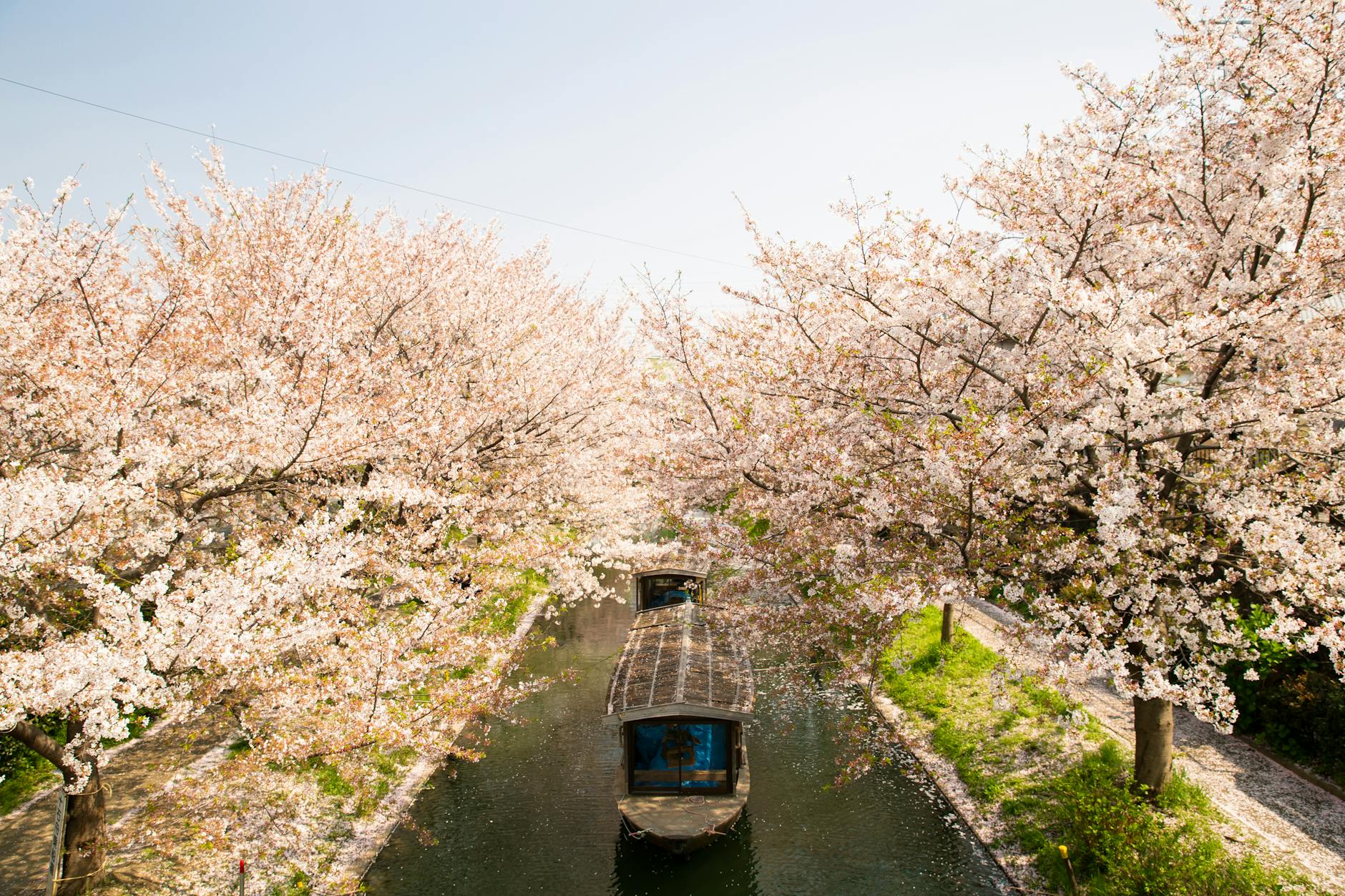 Roofed boat sailing on water channel between cherry blossom trees in Japan