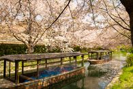 日本京都运河上，樱花掩映下的传统船只呈现出一片宁静景色