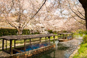 Old wooden boats sailing on water channel near blooming trees