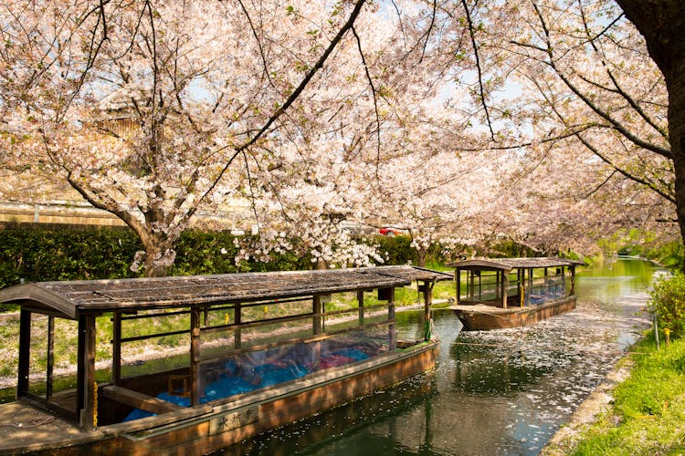 Old Wooden Boats Sailing On Water Channel Near Blooming Trees