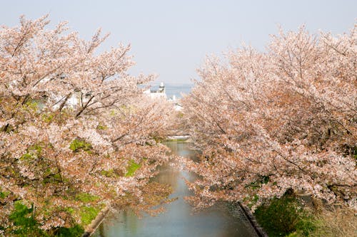 灰色の空の下で咲く桜の木々の間の運河