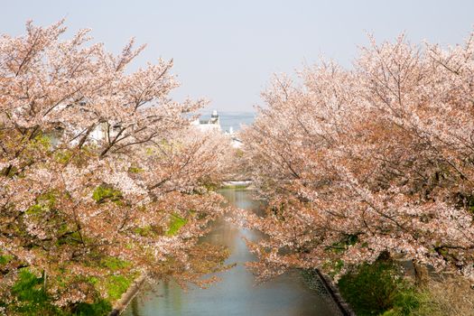 日本公园樱花树间的水道景观