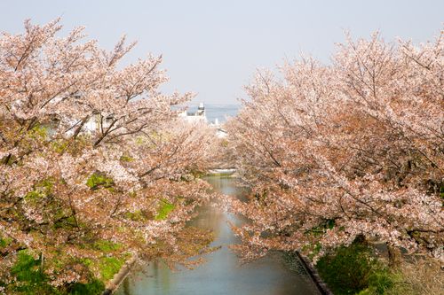 Free Scenery view of water channel between cherry blossom trees growing in park of Japan Stock Photo