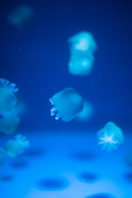 Bright sea jellies with translucent bells and wavy tentacles swimming in water illuminated by blue light