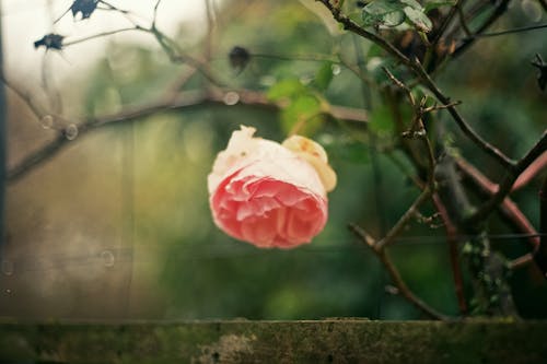 Pink Rose on a Bush