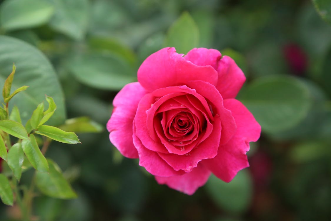 Close-up of Pink Rose · Free Stock Photo