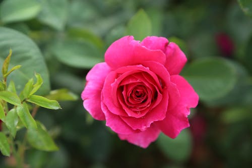 Close-up of Pink Rose 