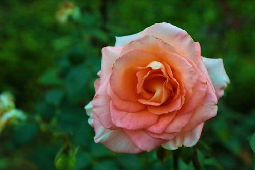 Close-up of Pink Rose Flower on Green Background