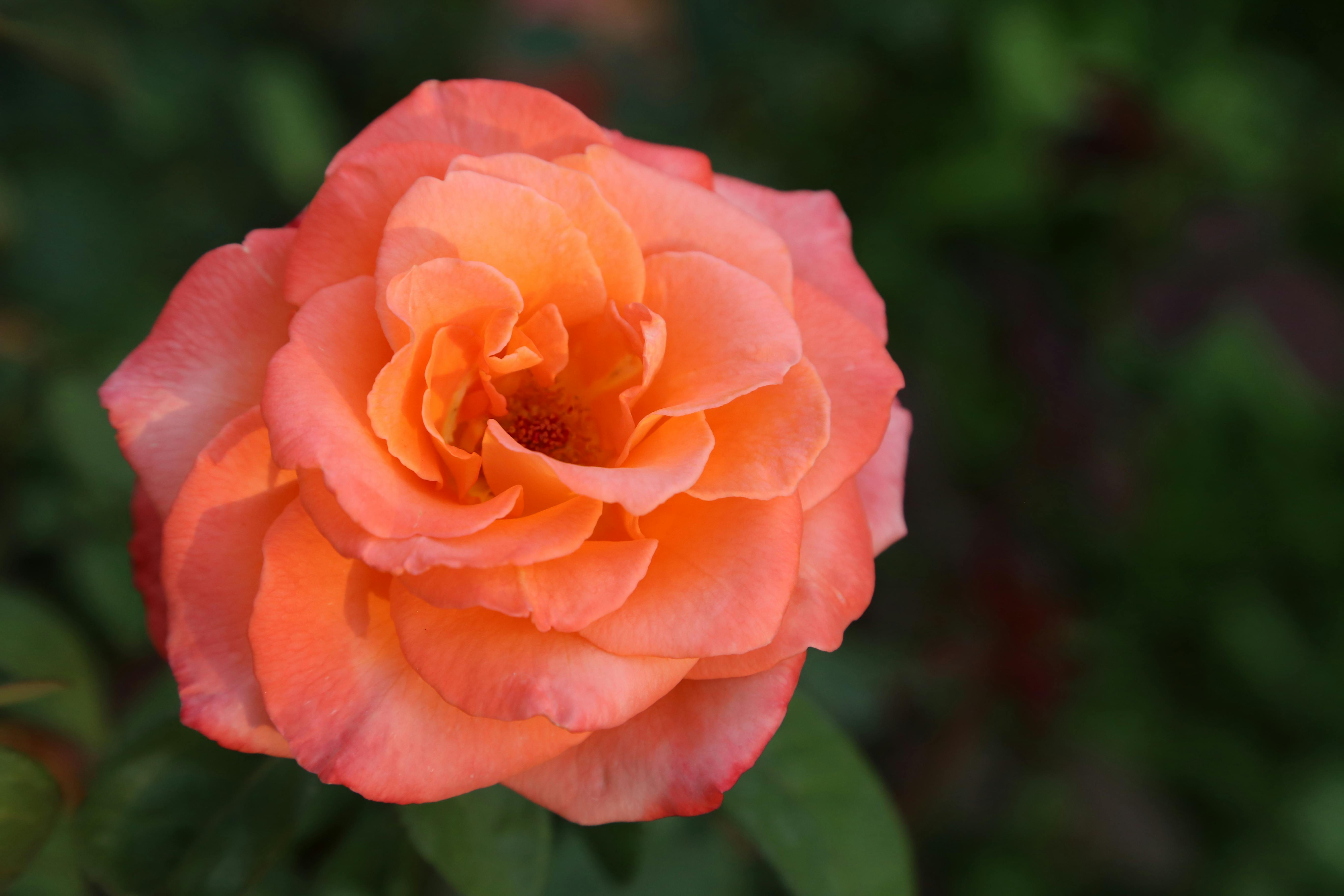 Rubi Rose Photos, Download Free Rubi Rose Stock Photos & HD Images