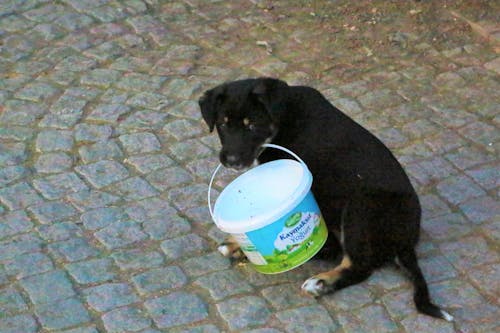 Free stock photo of animal, cute, dog puppy