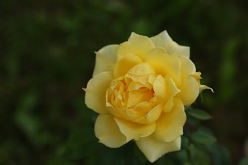 Close-up of a Yellow Landora Flower