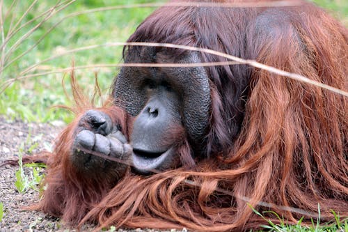 Gratis Immagine gratuita di animale selvatico, avvicinamento, capelli lunghi Foto a disposizione