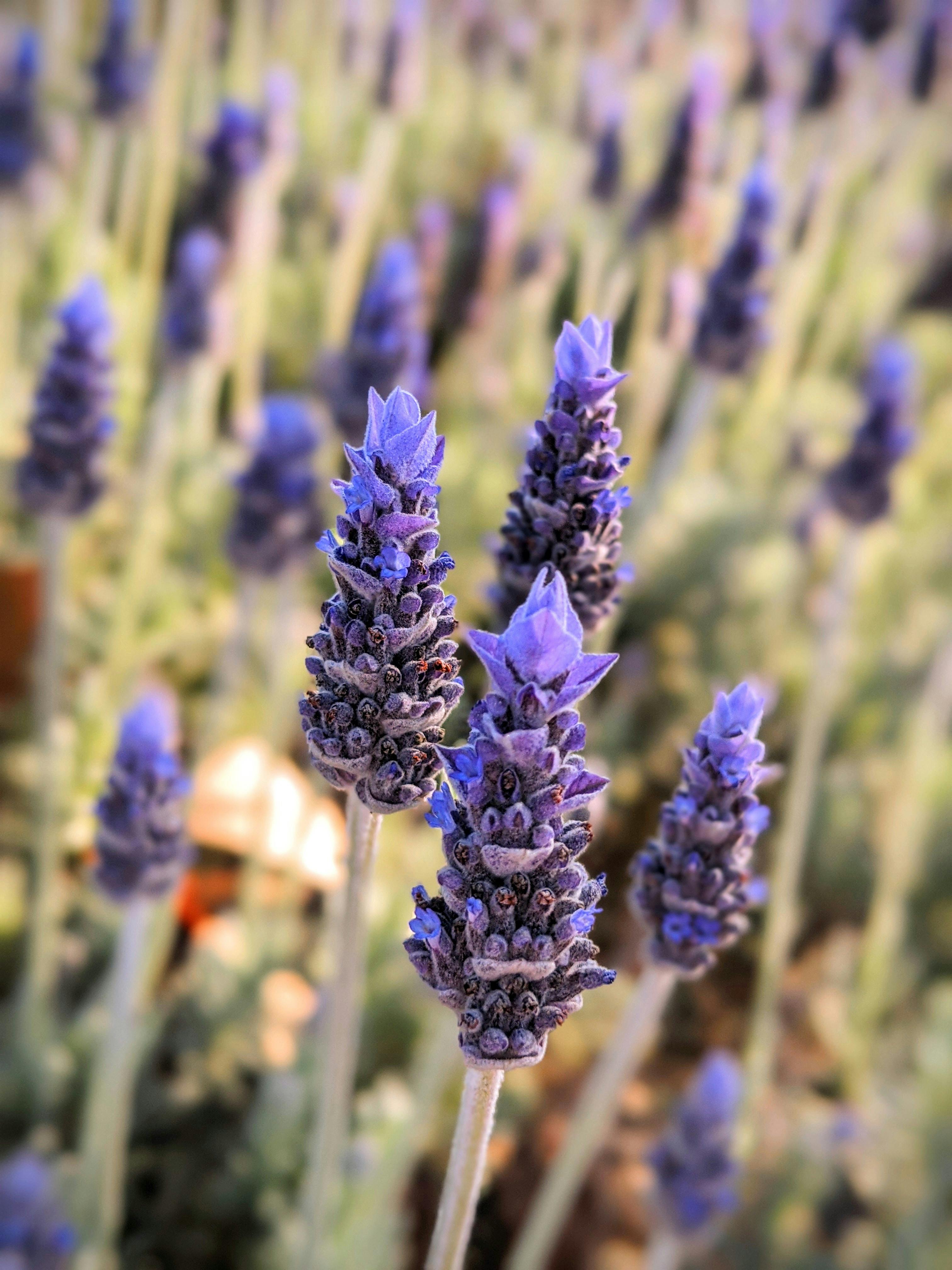 100,000+ Best Purple Flowers Photos · 100% Free Download · Pexels