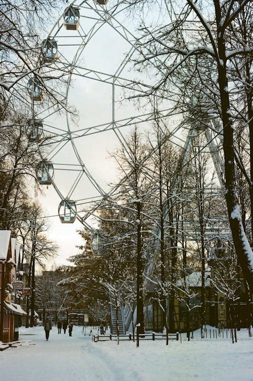 Бесплатное стоковое фото с 35 мм пленка, вертикальный выстрел, голые деревья