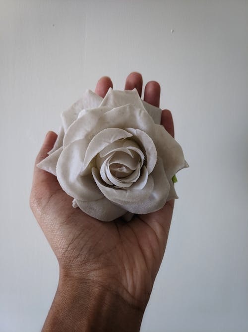 Person Holding White Rose Flower