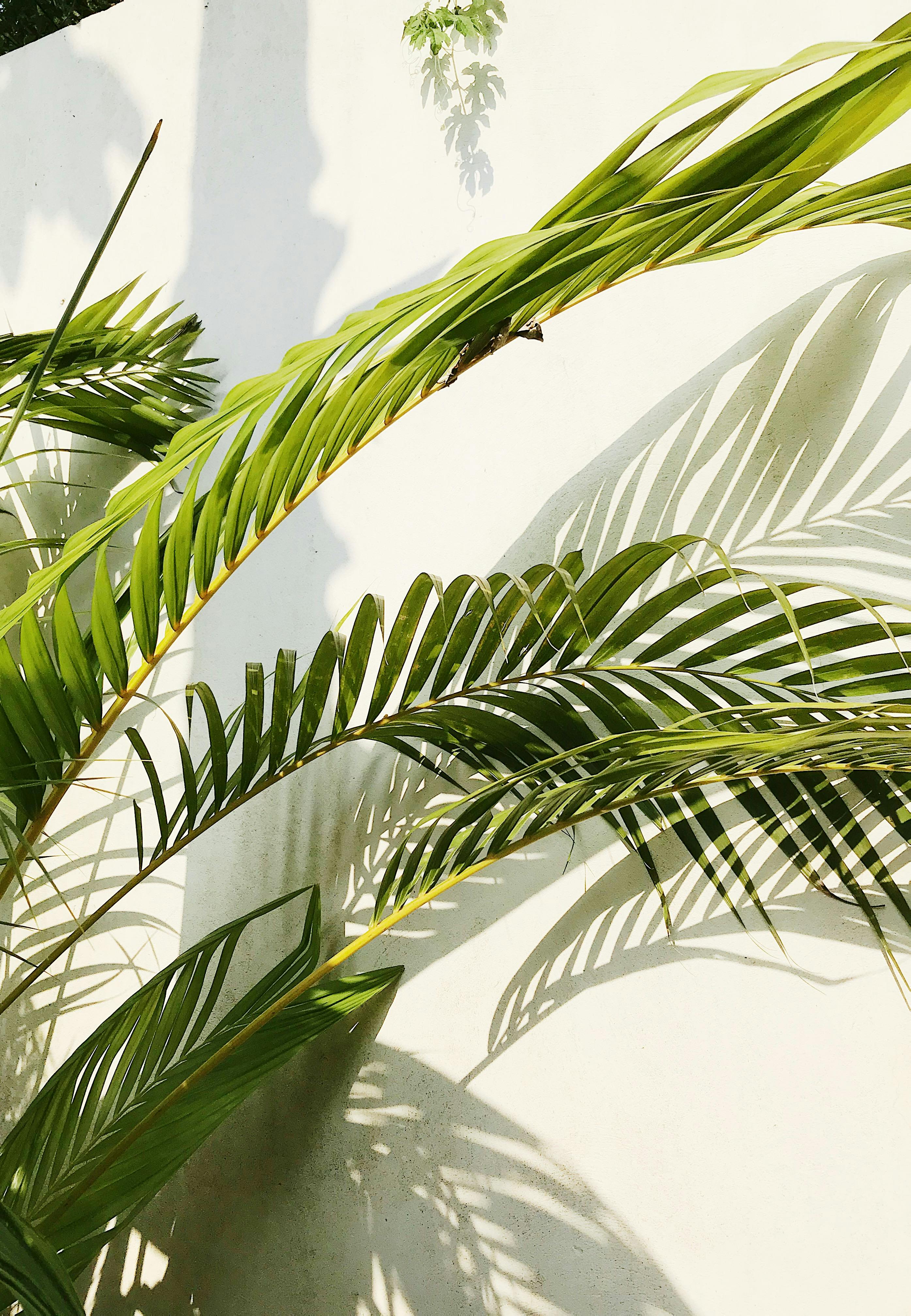 Vibrant tropical palm leaves casting artistic shadows against a white wall, evoking a serene, exotic vibe.