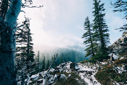 Green Trees Covered With Snow