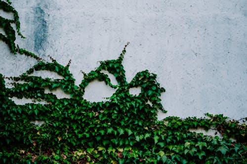 Close up of green leaves of growing plants on gray stone surface in sunny day