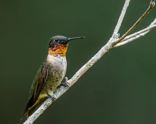 Small ruby throated hummingbird with long beak and red and brown feathers with white spots sitting on thick leafless twig in daylight in nature