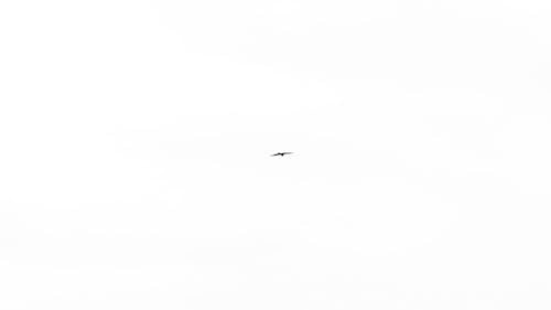 Free stock photo of bird, black and white background, clear sky Stock Photo