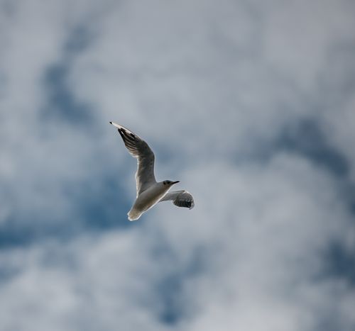 Free Low angle of seabird with ornamental shiny plumage and pointed beak soaring in sky with clouds Stock Photo