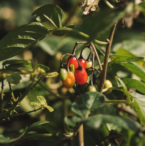 Free From above of blue bindweed with colorful fruits on thin stems and lush green leaves in garden Stock Photo