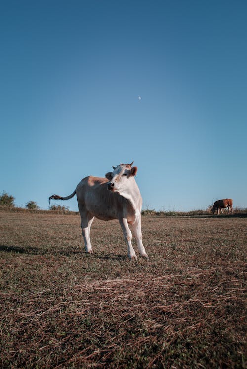 Brown and White Cow on Brown Field