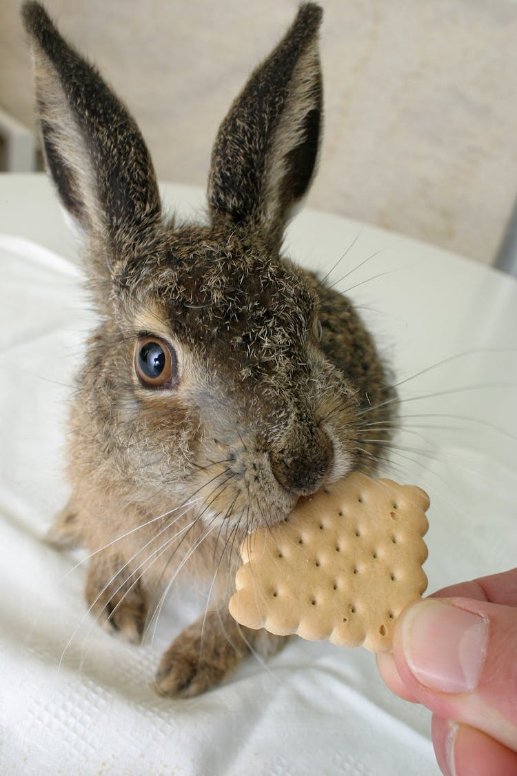 Rabbit Eating Biscuit