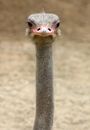 Gray Ostrich on Brown Field