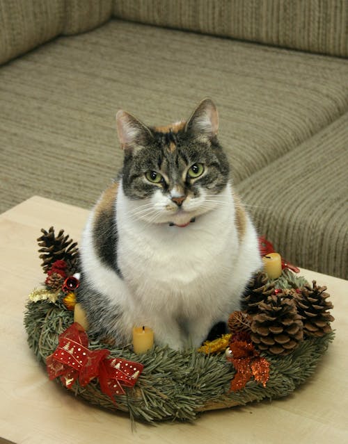 Free stock photo of cat, christmas, cute Stock Photo