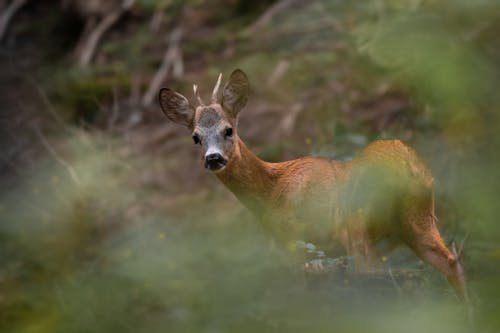 Foto profissional grátis de Alpes, animais, animais selvagens