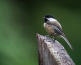 Small chickadee bird sitting on wooden surface in nature