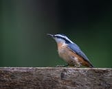 Eurasian nuthatch or wood nuthatch bird with blue and gray plumage with black and white stripes and orange belly sitting on wooden surface in nature in daytime