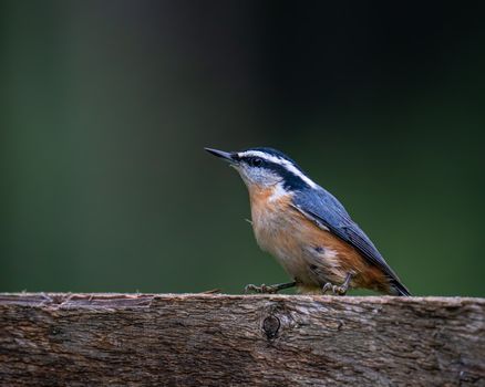 Eurasian nuthatch or wood nuthatch bird with blue and gray plumage with black and white stripes and orange belly sitting on wooden surface in nature in daytime
