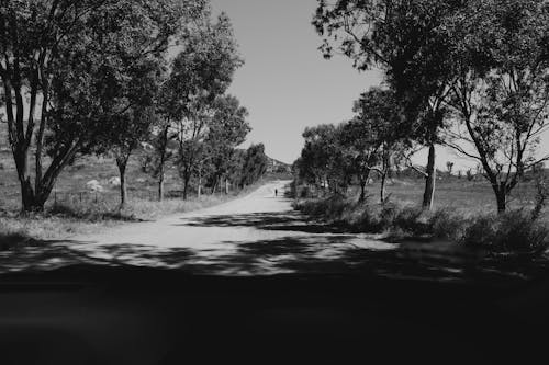 бесплатная Бесплатное стоковое фото с грязная дорога, деревья, оттенки серого Стоковое фото