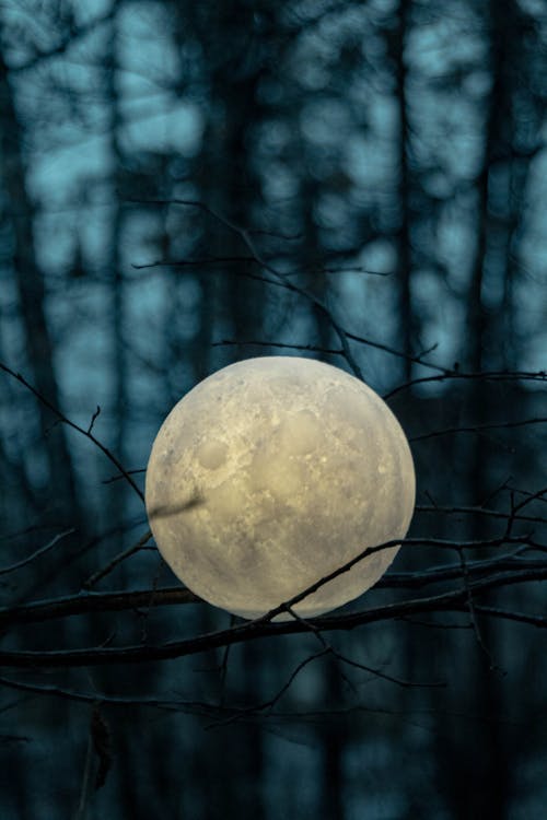 Moon shaped illuminating lamp on leafless tree