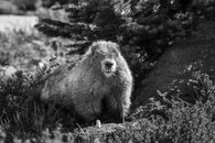 Groundhog on a Forest Ground