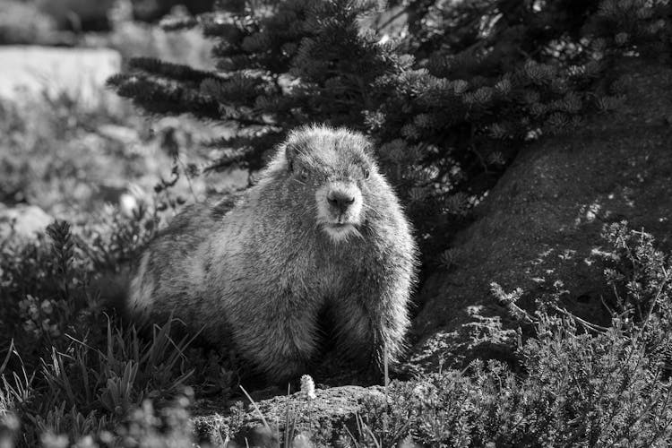 Groundhog On A Forest Ground