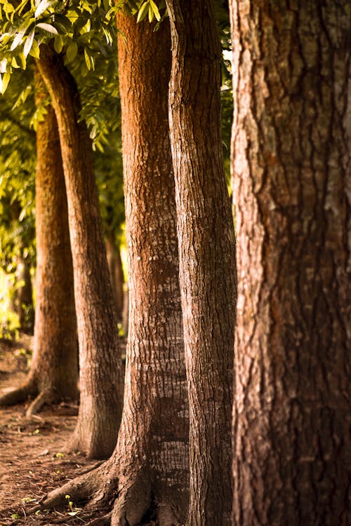 Foto d'estoc gratuïta de arbres, bagul, bosc