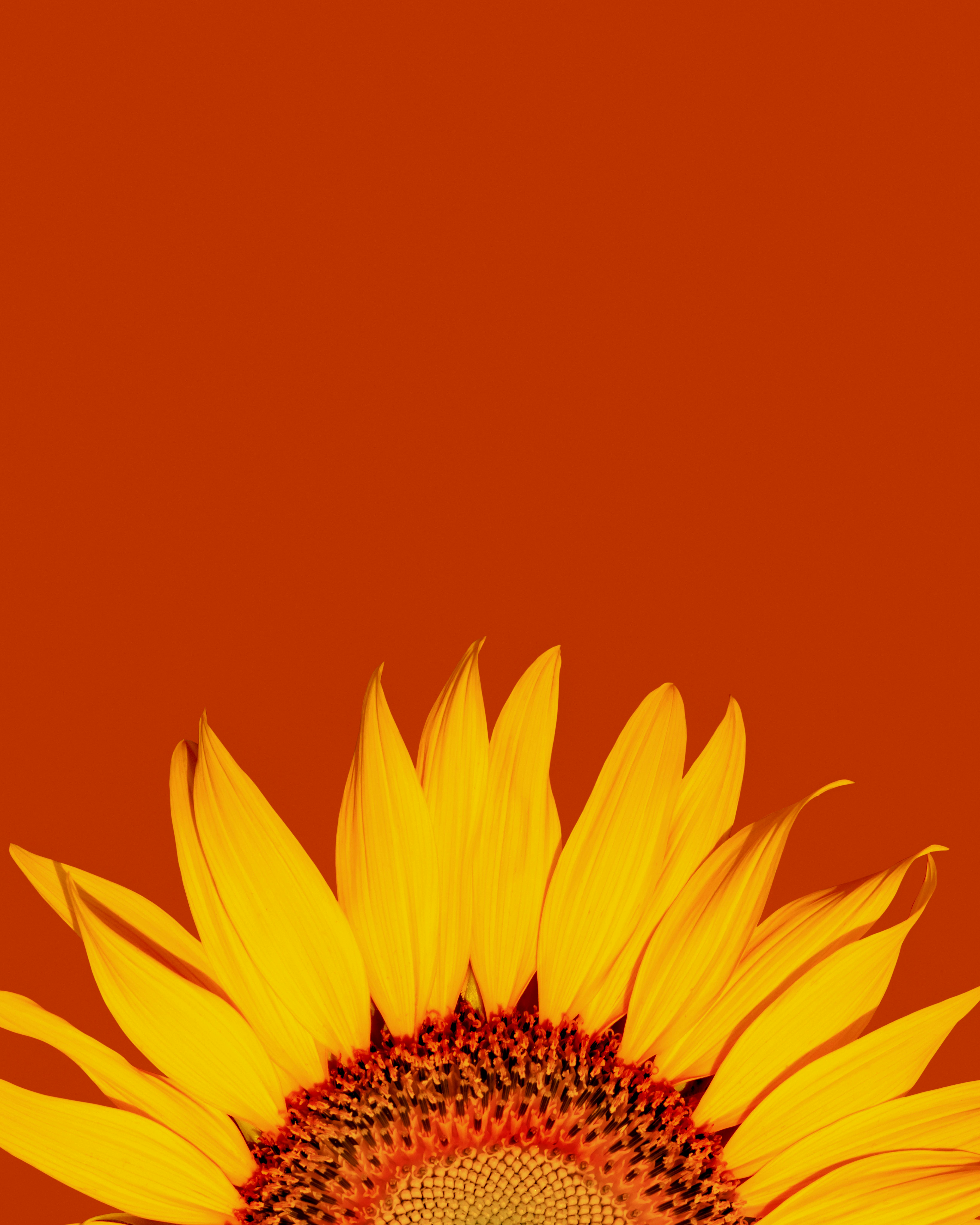 A striking close-up of a sunflower with vivid petals set against a bold orange backdrop.