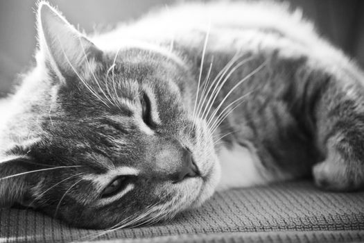 一张迷人的灰度图像中，一只可爱的斑猫正在室内安静地休息