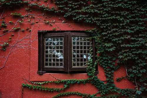 Exterior of aged wall of red house with closed wooden window and green plants