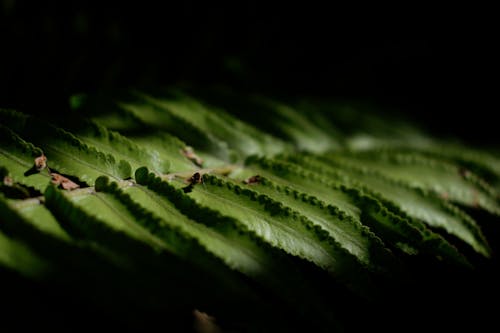 Close Up Shot of Green Leaves