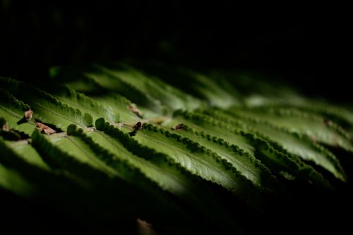 Free Captivating close-up photo of lush green fern leaves under natural light. Perfect for nature themes. Stock Photo