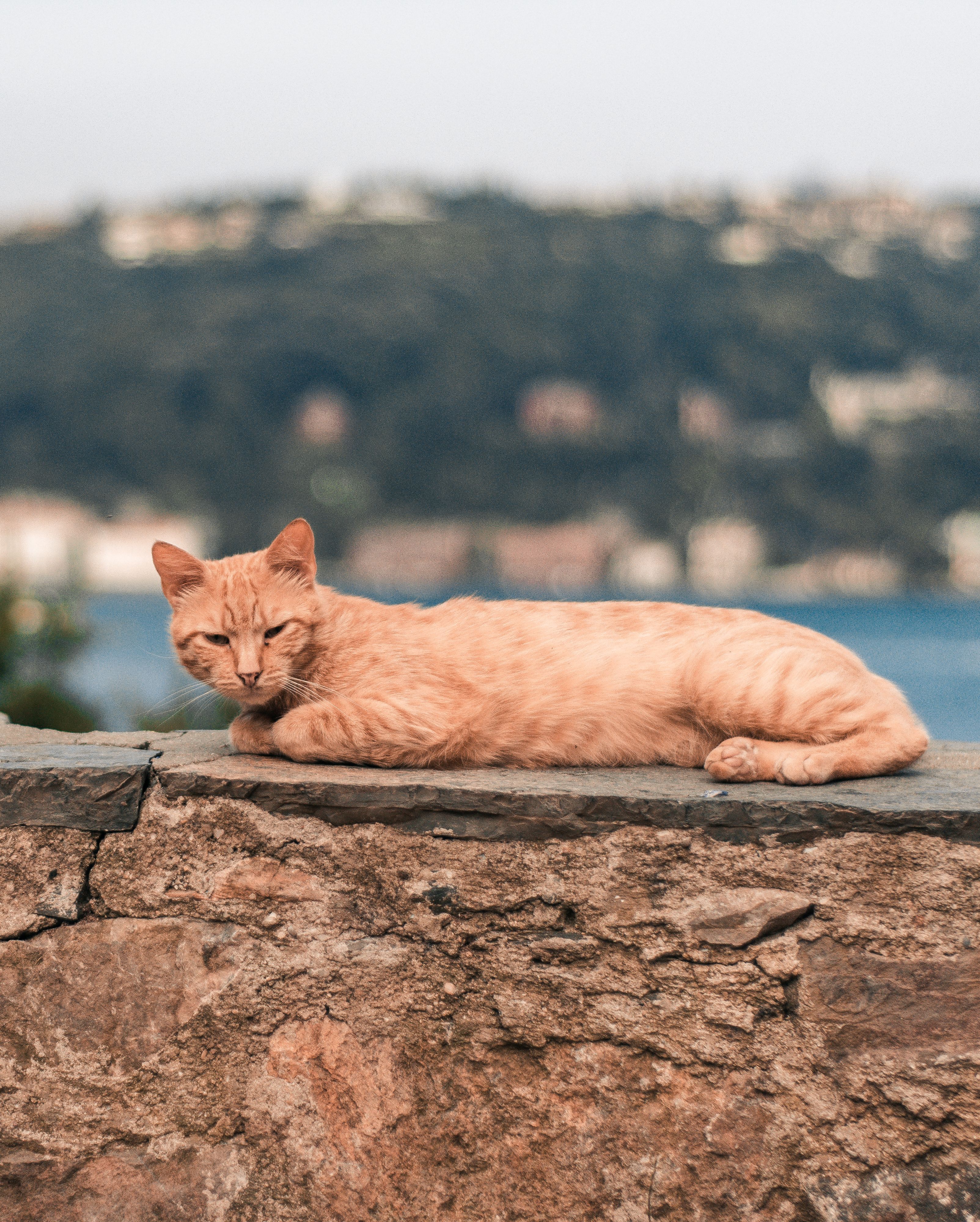 Orange Tabby Cat Lying on Rock · Free Stock Photo