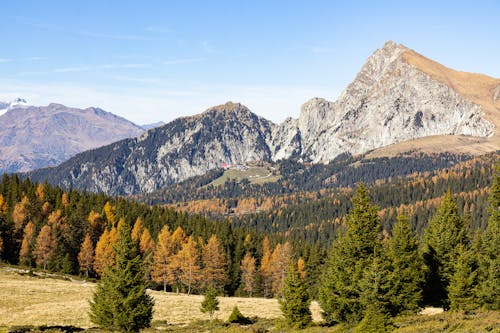 Green Pine Trees Near Mountain Under Blue Sky